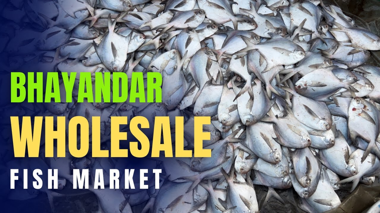 BEST WHOLESALE FISH MARKET IN BHAYANDAR
