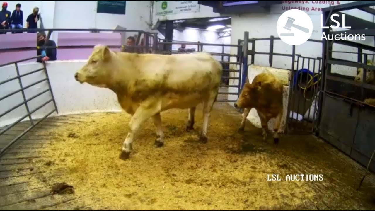 LSL Auctions - Purebred Charolais Heifer & Heifer calf sold for €1960 online via - LSLAuctions.com
