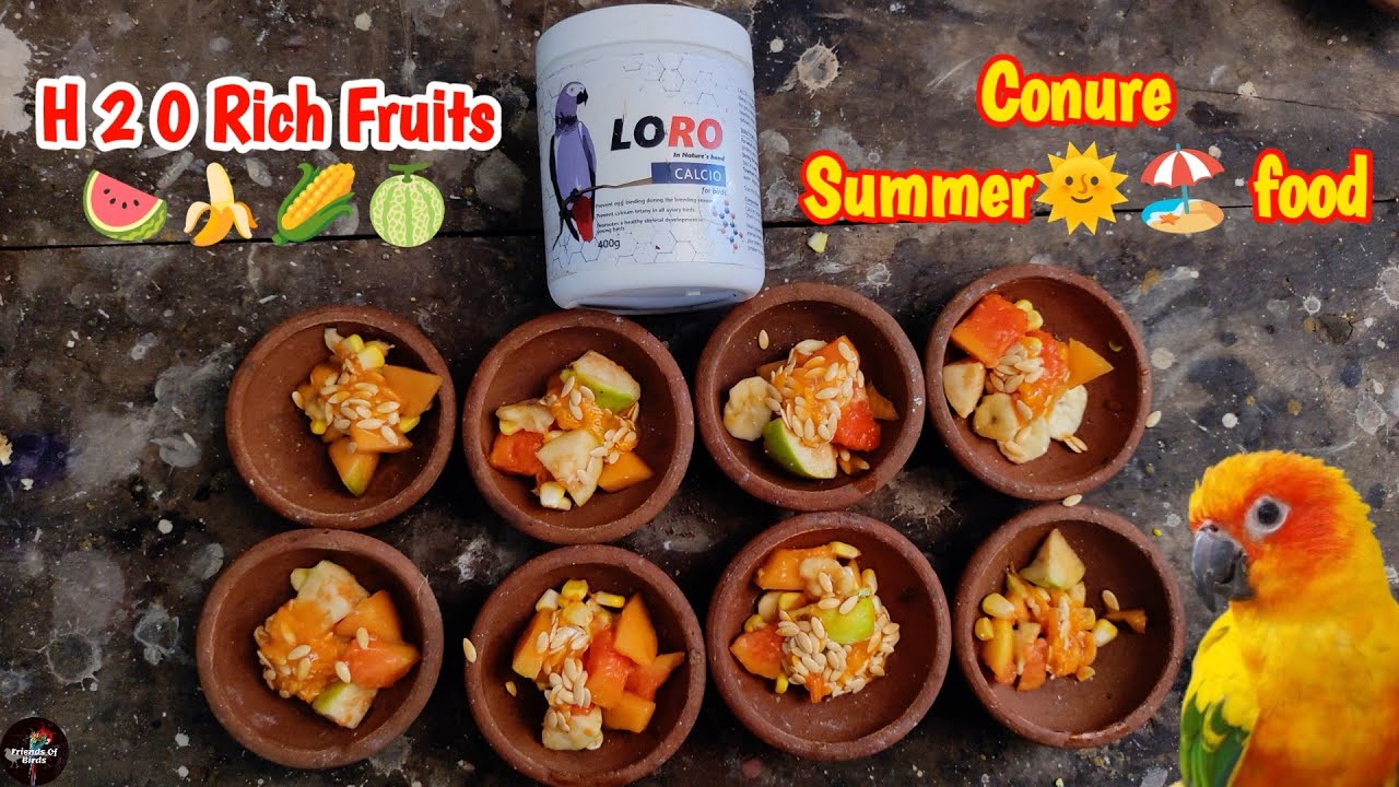 Conure food list / conure bird summer food diet / conure bird summer food diet in Tamil /