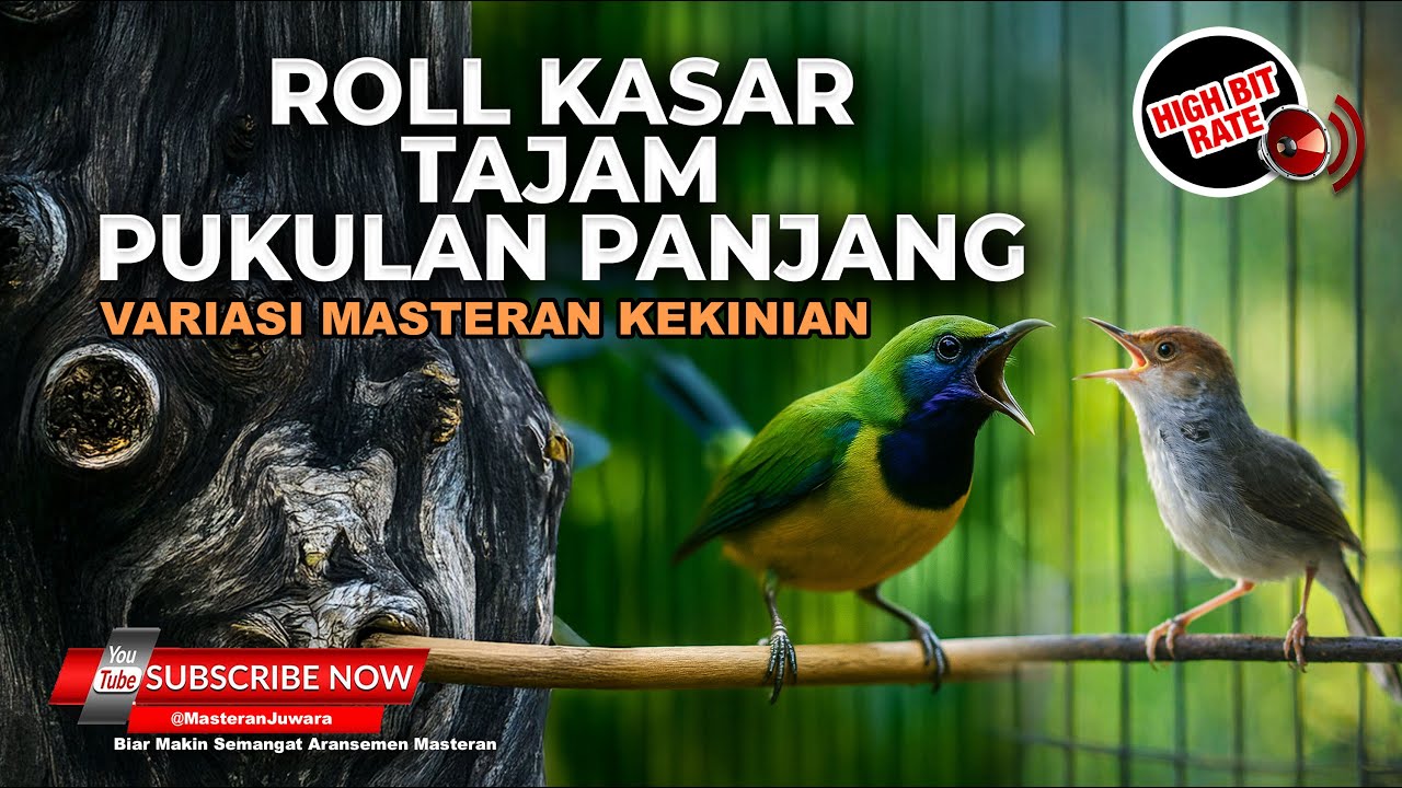 🔴Live Cucak Cungkok Super Gacor Beset Kasar Tembakan Tajam vs Prenjak Betina Tir Isian Peatuk Sampit