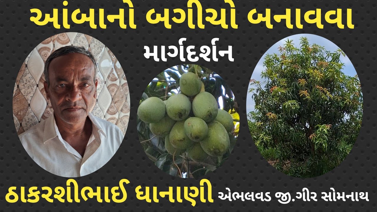 આંબાનો બગીચો બનાવવા સચોટ માર્ગદર્શન આપતા સુભાષ પાલેકર કૃષિના ખેડુત ઠાકરશીભાઈ ધાનાણી એભલવડ,ગીરસોમનાથ