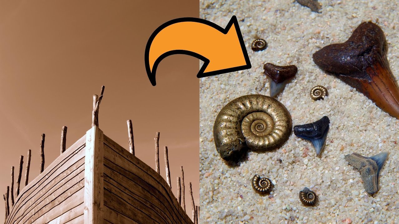 6 Powerful Evidences for the Biblical Flood