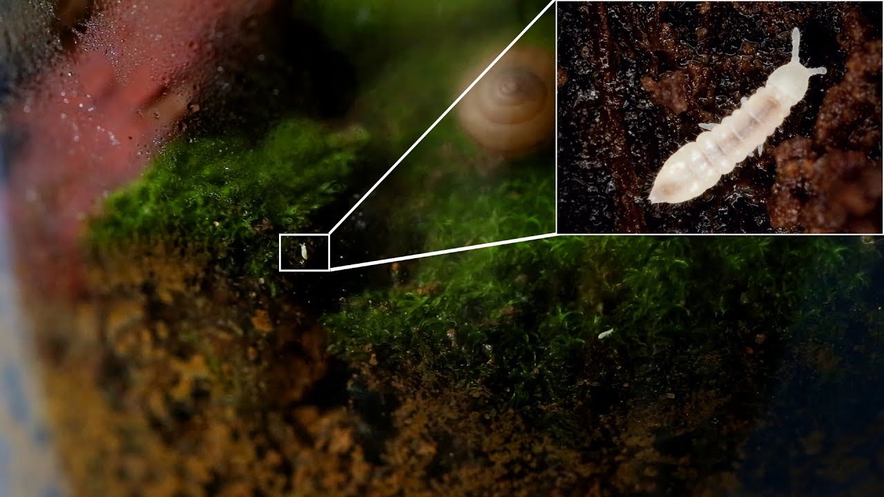 Démarrer son élevage de collemboles sauvages - Pour terrarium