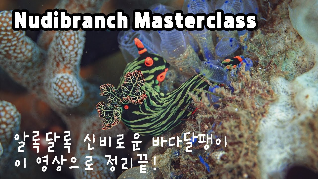 누디브랜치의 모든 것! 이 영상 하나면 바다달팽이 박사됩니다