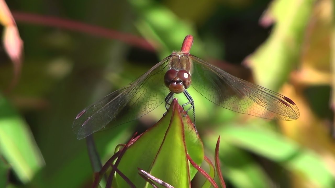 Sony HDR GW77V Test Video: Geneva Botanical Gardens