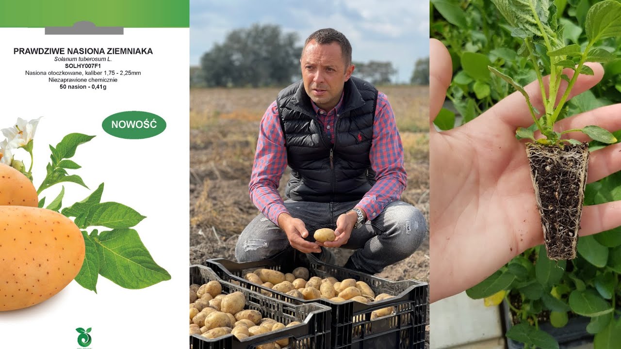 Ziemniaki z nasion. Jak plonują? Ocena pionierskiej technologii