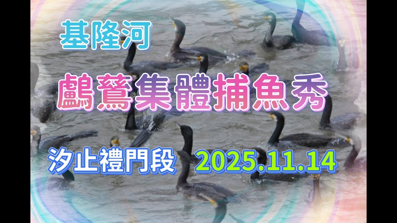 基隆河鸕鶿(Phalacrocorax Carbo)集體捕魚秀:在基隆河汐止禮門段.