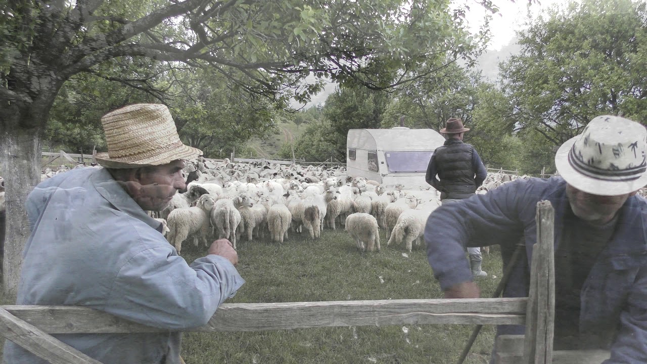 Oieritul în Racsa, Romania