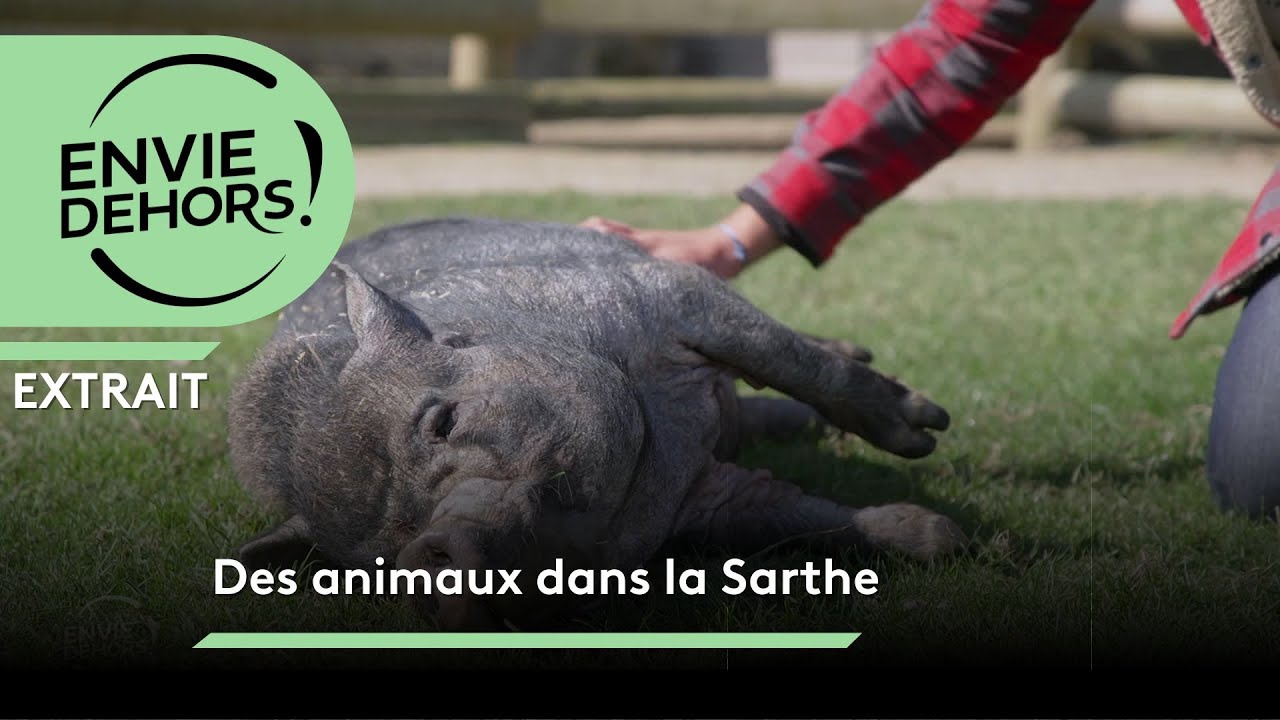 Un paradis pour des cochons, Caroline a  crée un refuge pour faire connaître cet animal méconnu.