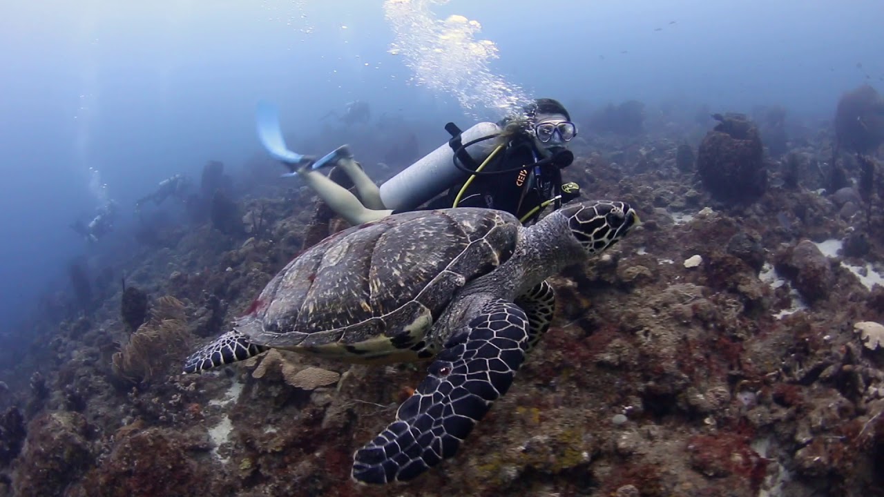 St Lucia Dive Fest 2018