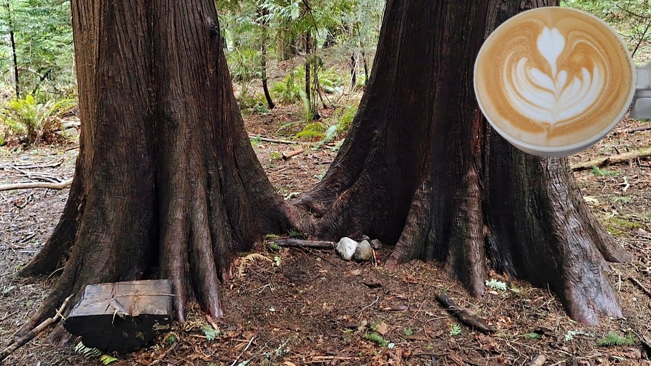 Latte Making after Forest Rain | Outdoor Latte Making | No Talking