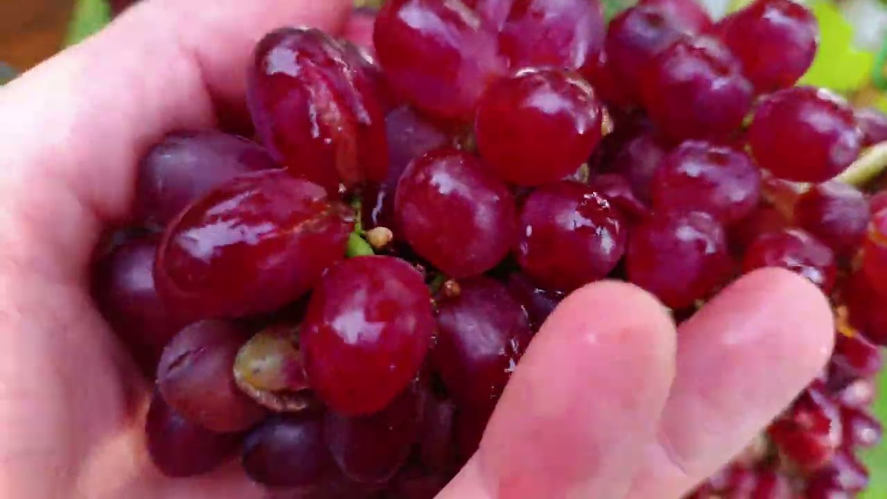 Weinrebe Weles Kernlos Große Rispen