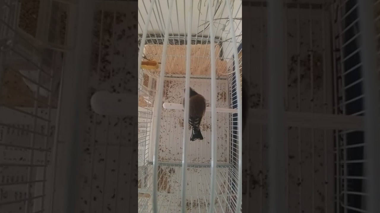 A female goldfinch call for mating