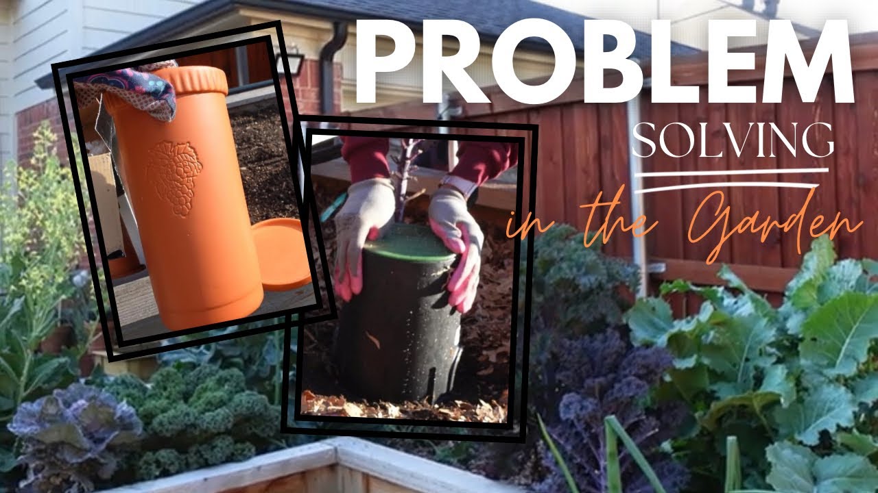 Watering with Olla Dupes and Planting