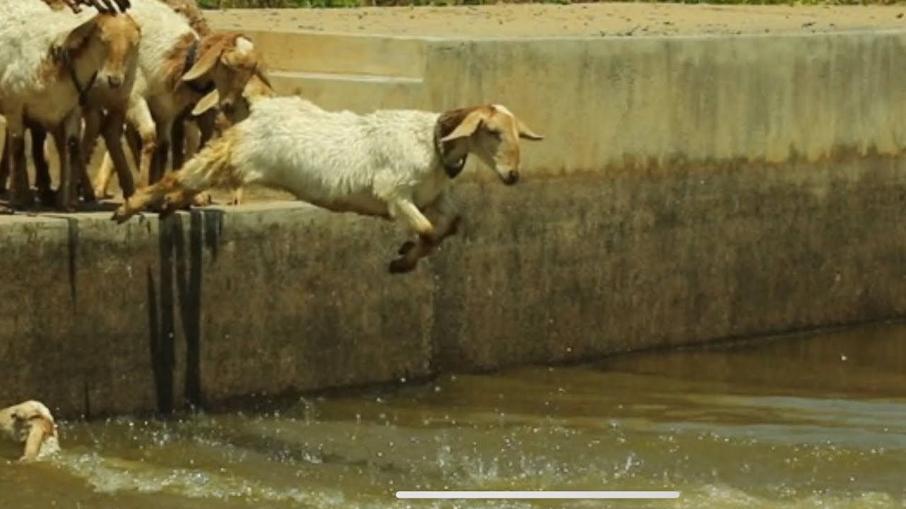 Sheep's jumping for swimming, lake crossing, jumping into the river