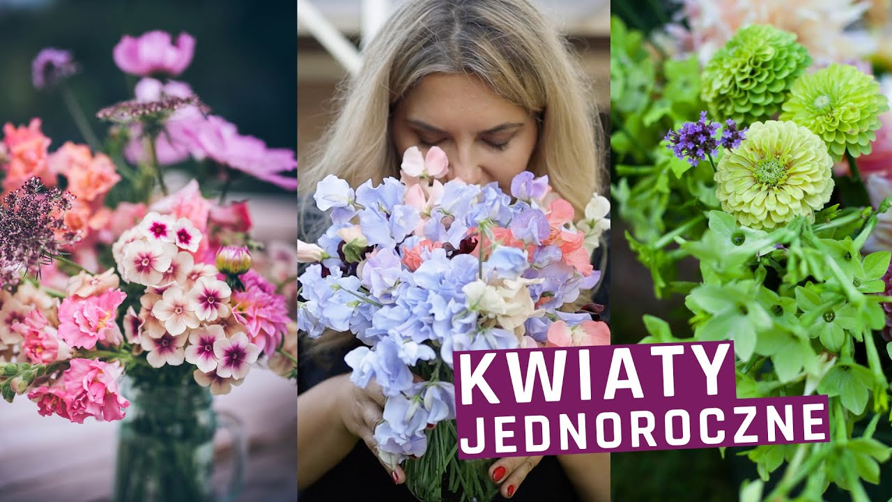 Najlepsze kwiaty jednoroczne do ogrodu -  na rabaty, do donic i skrzynek.