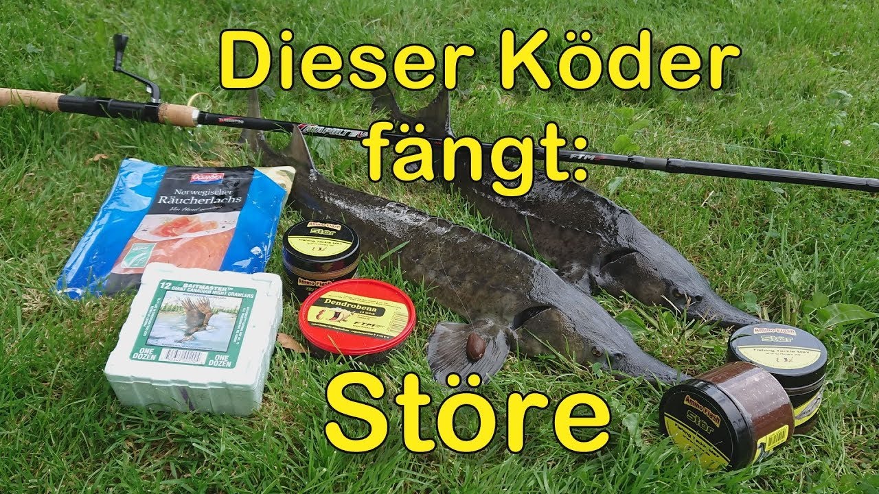 Dieser Köder fängt: Störe