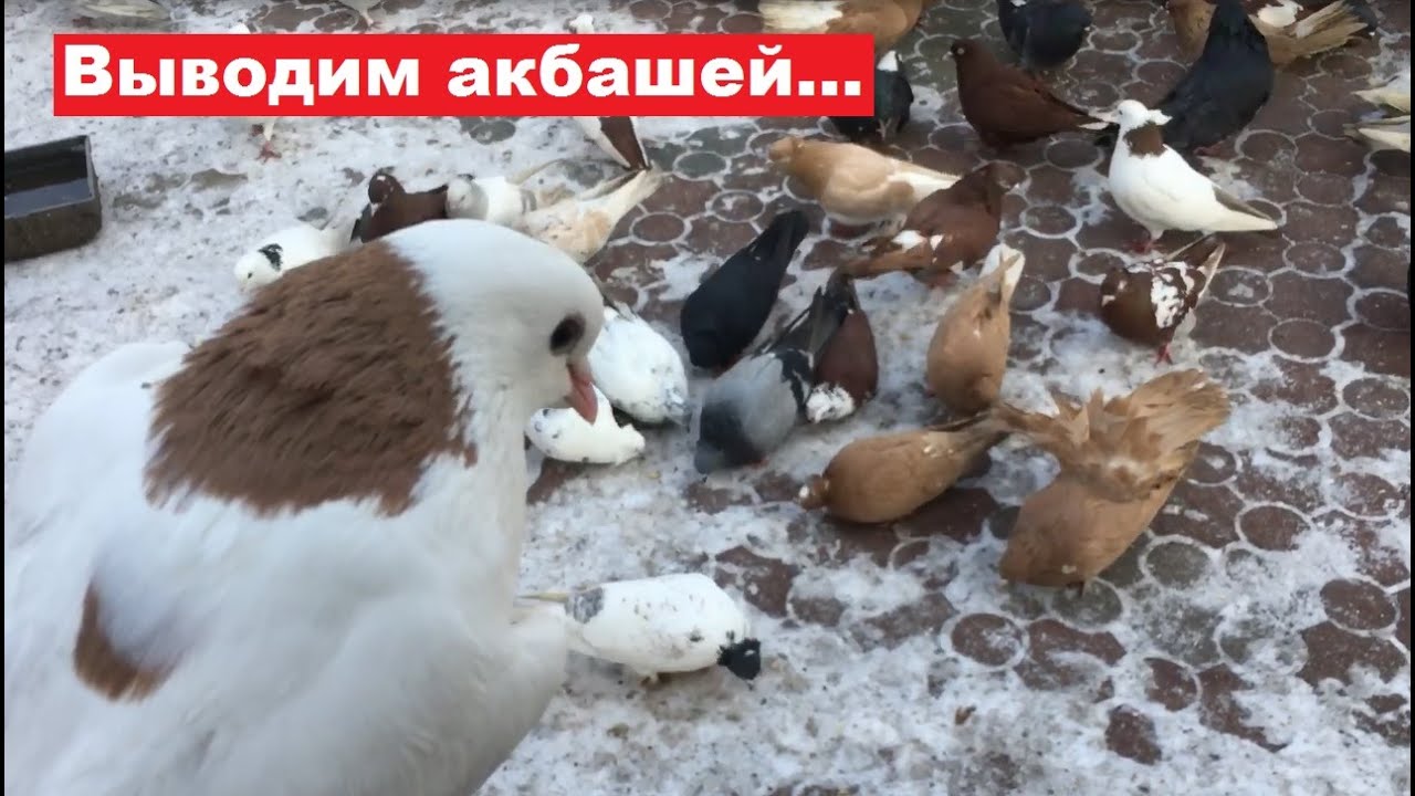 Как вывести масть акбаши?