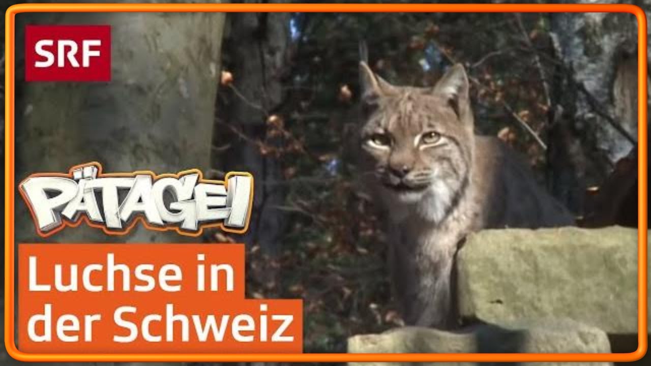 Luchs: Die grösste Raubkatze der Schweiz | Pätagei | SRF Kids – Kindervideos für Kinder
