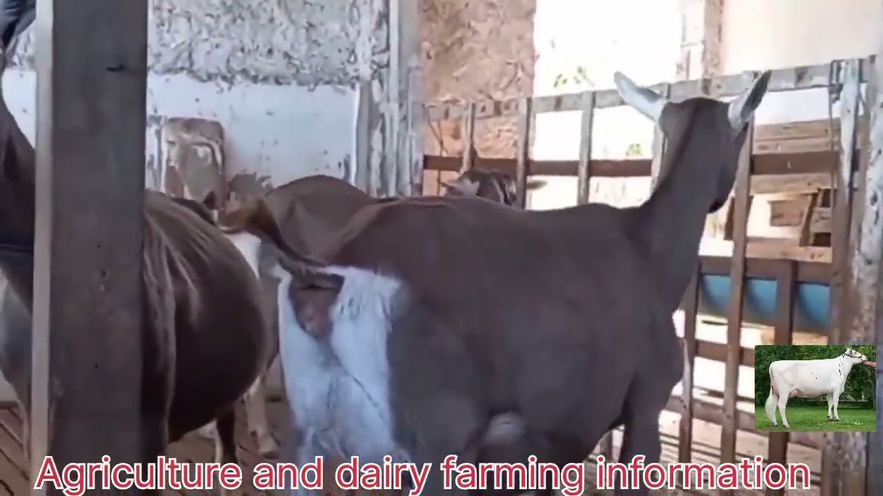The world's Highest Milk producing Goats.