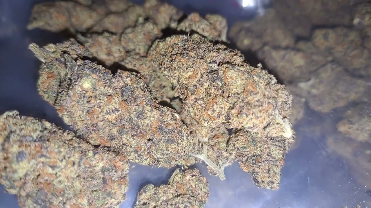 Dosidos aka Dosi Doe Cookies - Girl Scout Cookies x Face Off OG