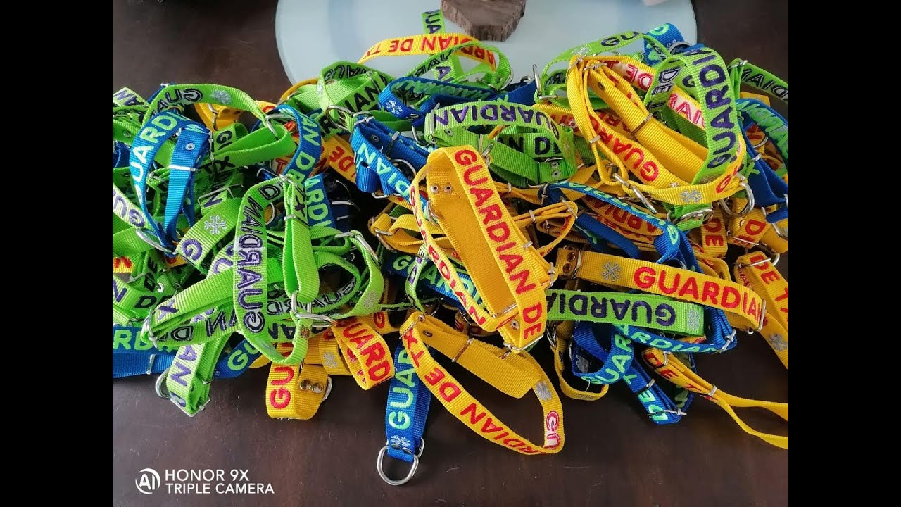 Con collares, dan personalidad a los perros de la calle en Querétaro