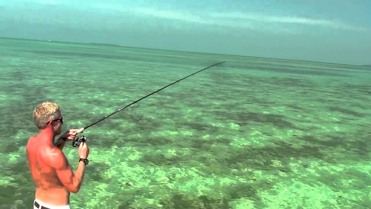 Sight fishing for barracuda on the flats of Key West, Fl.