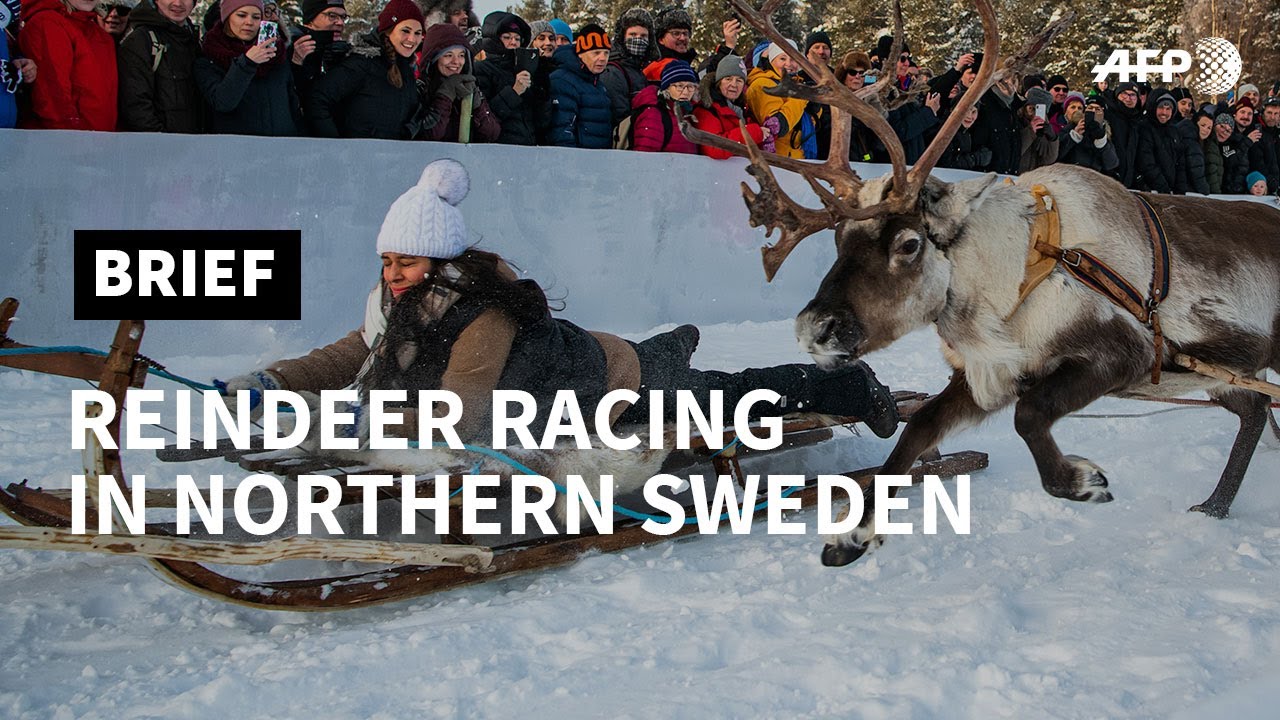 Sweden: tourists try reindeer racing in Jokkmokk | AFP