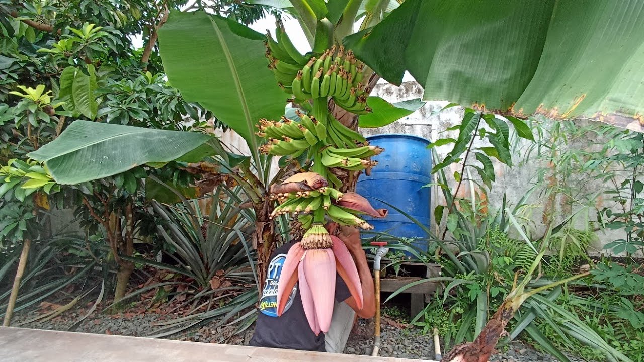 Budidaya Pisang Ambon IR || #pisang #pisangambon