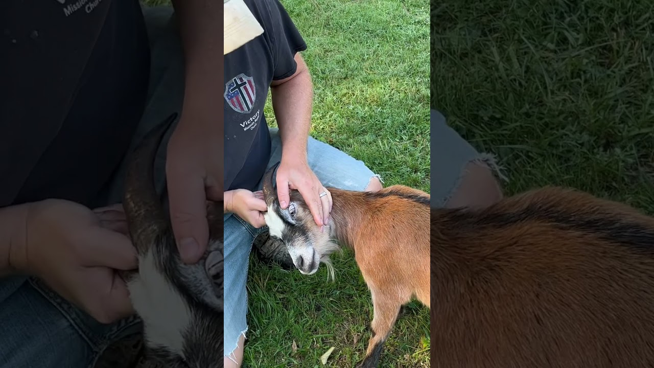 Checking For Worms 🪱 #ChamberlinFamilyFarms #goats #worms #homestead