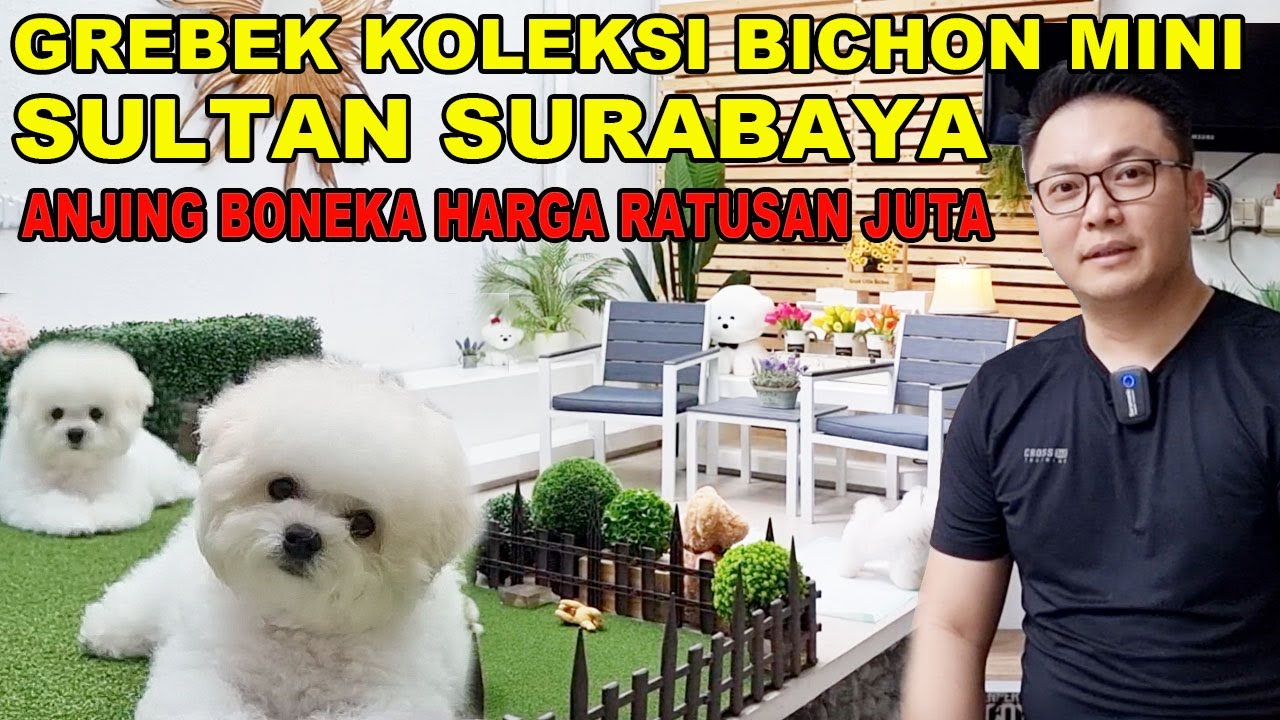 GREBEK SULTAN SURABAYA KOLEKTOR ANJING BONEKA HARGA RATUSAN JUTA - BICHON FRISE MINI KOREA