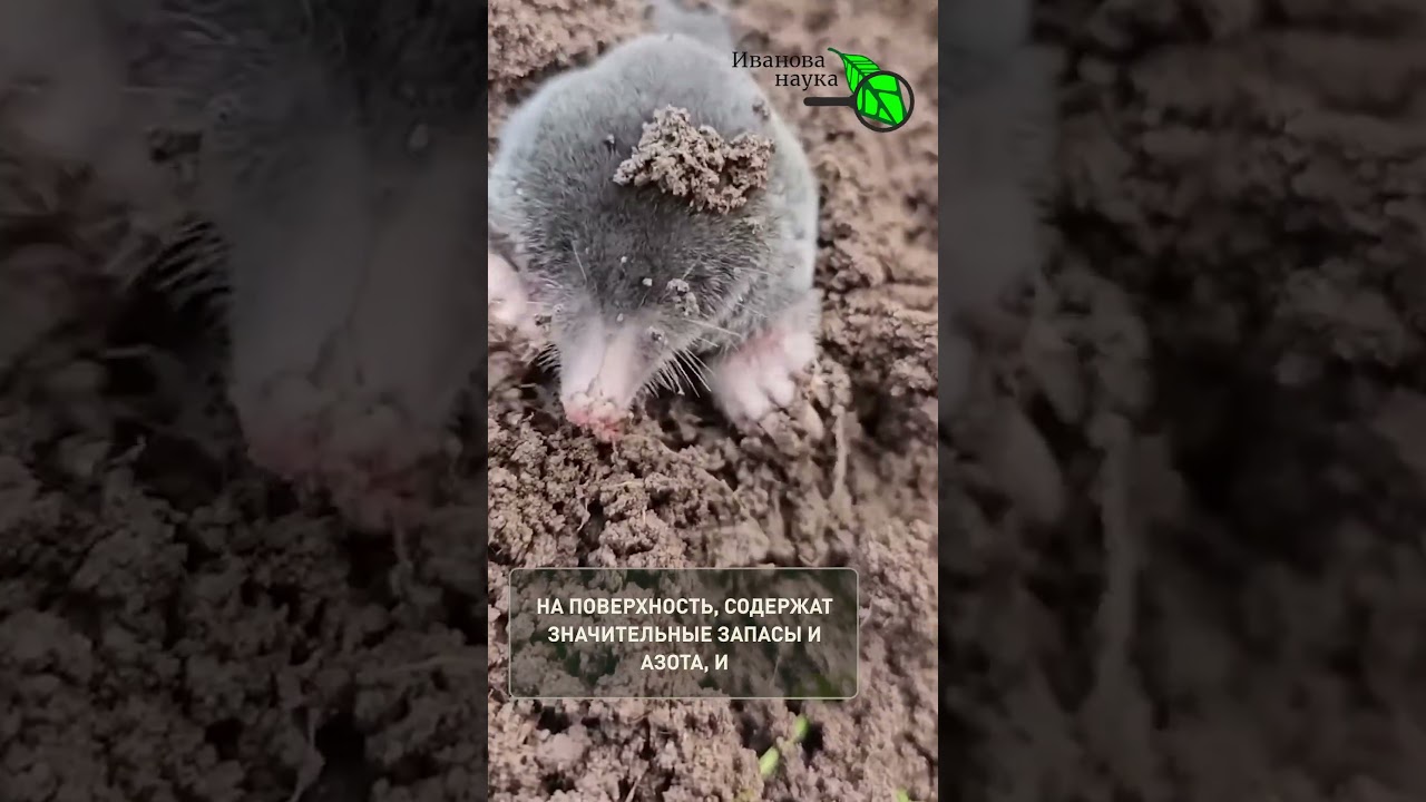 Это БЕСПЛАТНО! Всего 1 горсть в землю &mdash; и рассада жирненькая, толстенькая, урожайная!