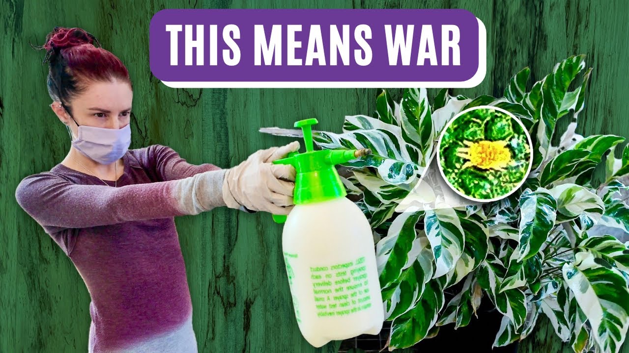 Flat Mites DON'T STAND A CHANCE Against This Solution!