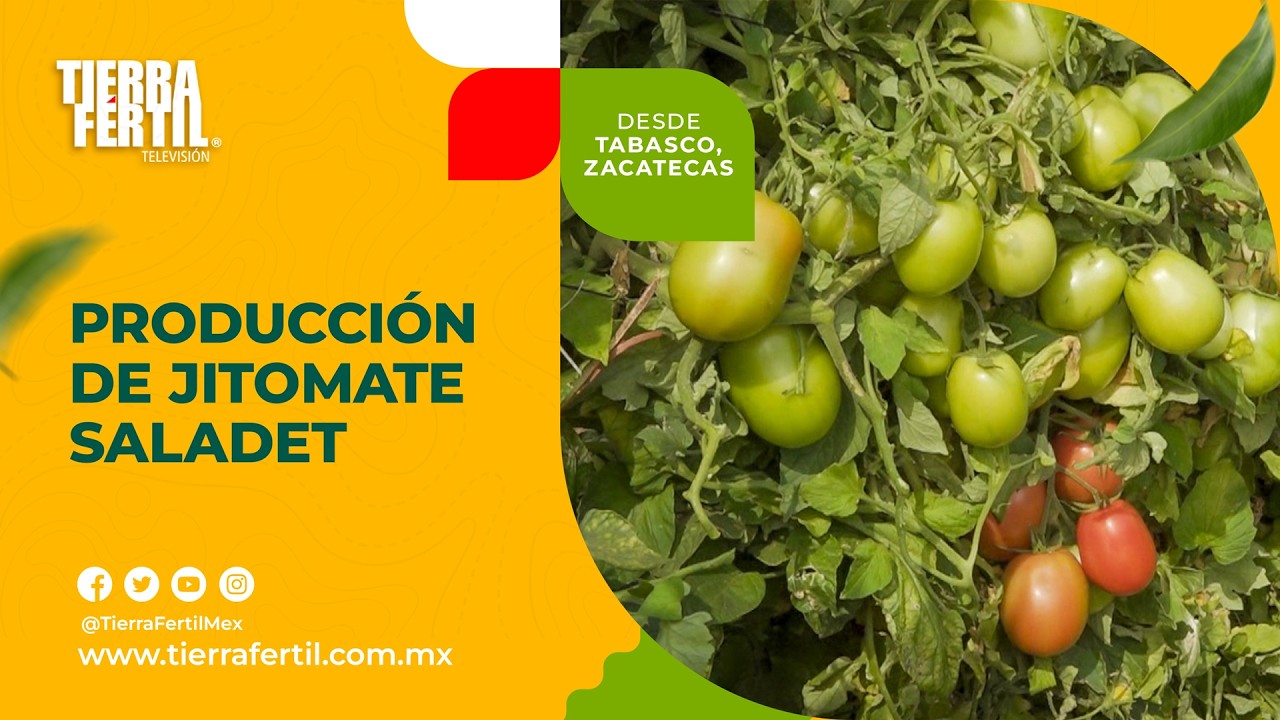 Tierra Fértil Tv-Producción de jitomate en Zacatecas  (14.06.25)