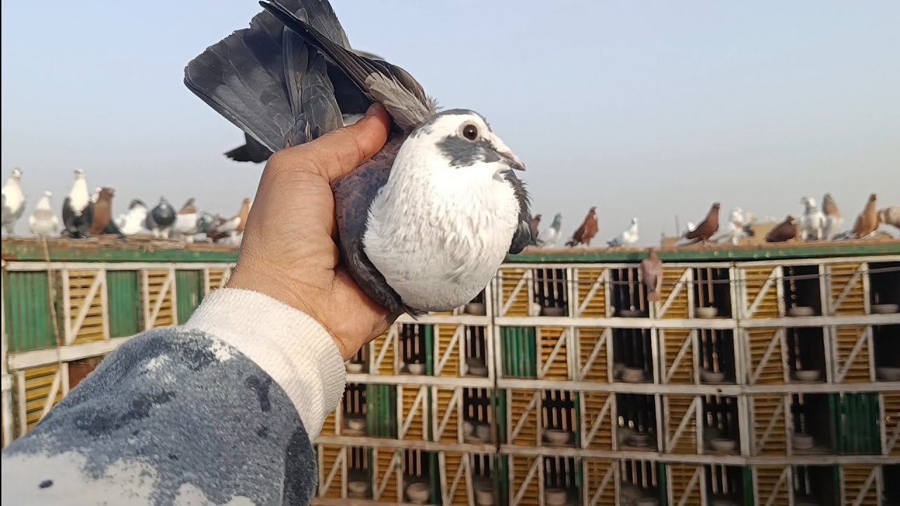 الخبرة... تحكم ونشوف...جبت كام ..شاب...مع... اوطة إمبابة 
