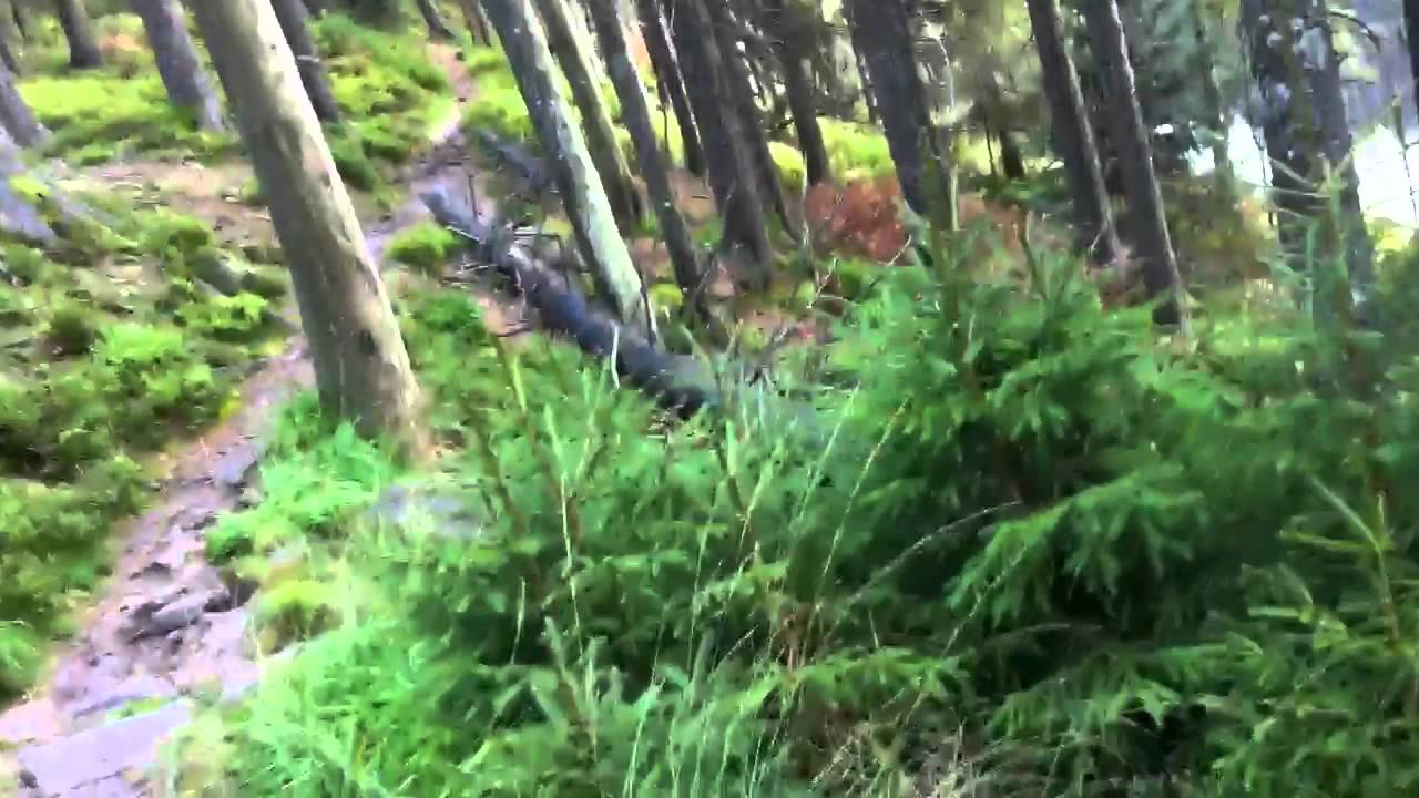 Wildsee Schwarzwald
