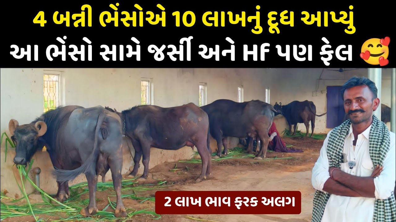 ભાવ ફરક સાથે 4 ભેંસોએ 💰12 લાખનું દૂધ આપ્યું. 4 Banni Buffaloes, ₹1.2 Million Turnover |