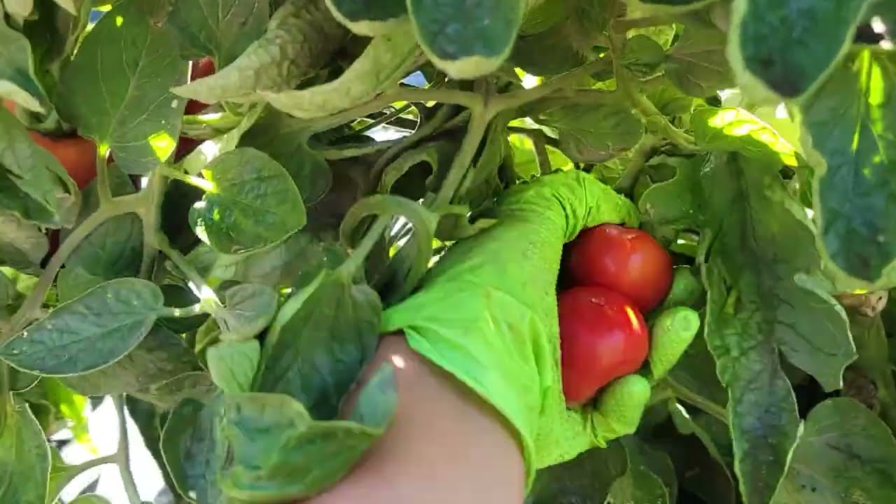 FULL VIDEO, THU HOẠCH CÀ CHUA BỰ,LÊ XANH GIÒN 