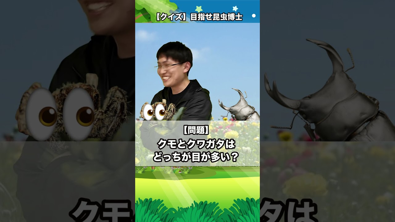 クモとクワガタ、目がたくさんあるのはどっち！｜【クイズ】目指せ昆虫博士！