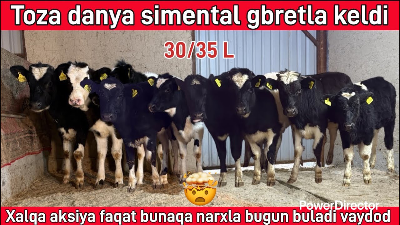 Toza danya simental gbretla keldi qulay narxlada ☎️99 397 04 52☎️94 396 04 52☎️ @Samandaruzz 