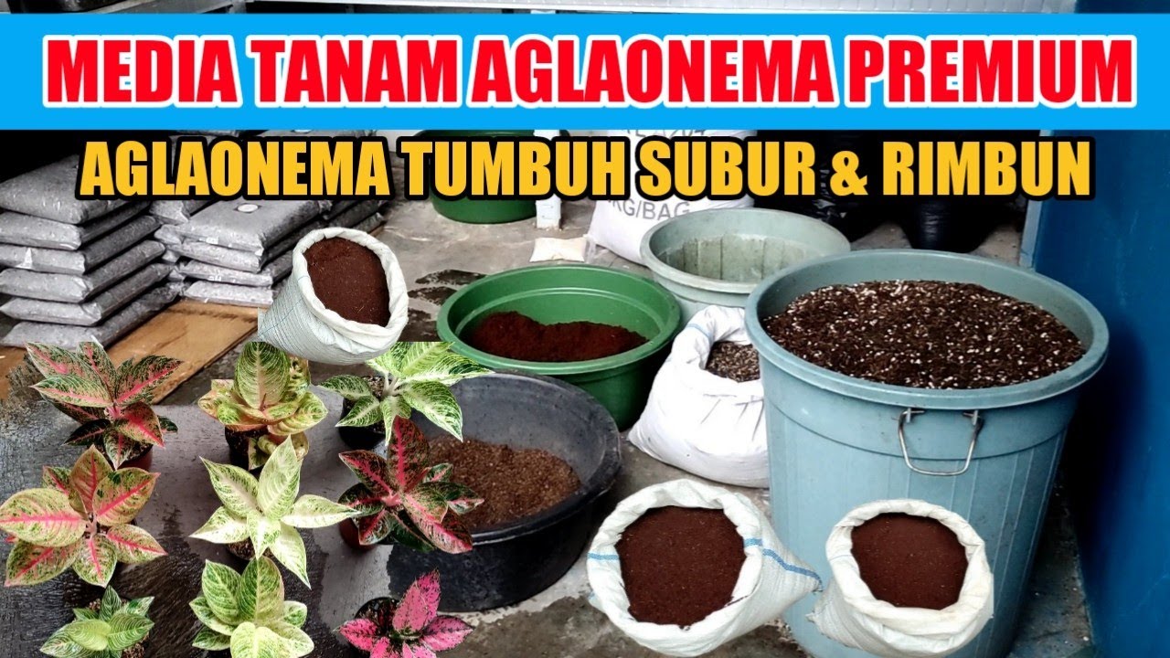 MEDIA TANAM AGLAONEMA PREMIUM, AGLAONEMA TUMBUH SUBUR DAN RIMBUN