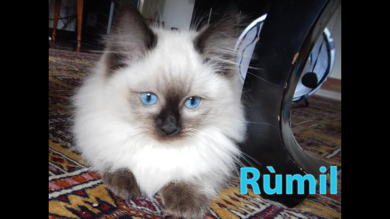 Rùmil the ragdoll cat first day in the new home 10 weeks old