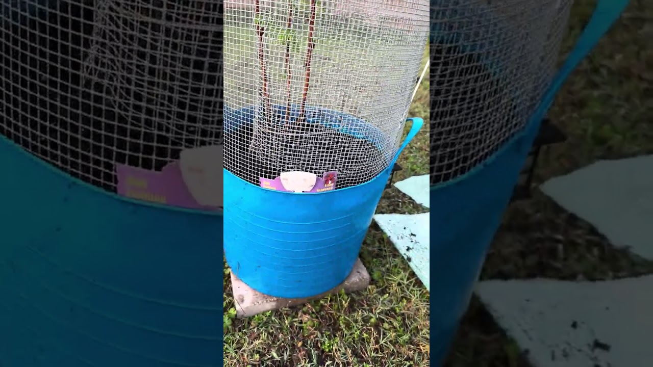 Planting Berries in Winter…