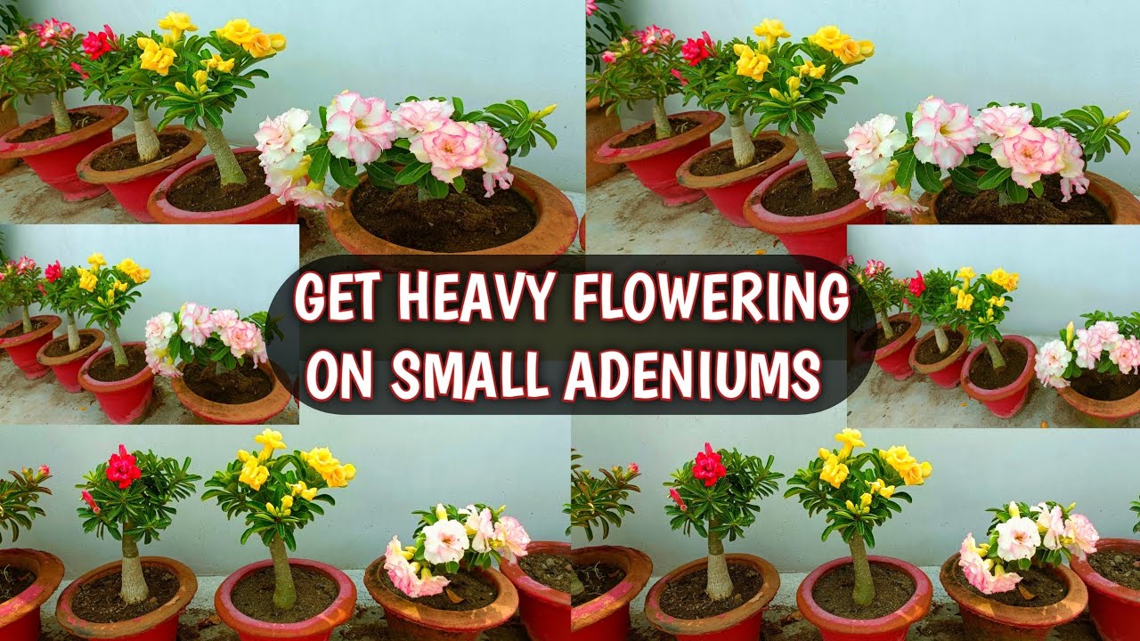 GET HEAVY FLOWERING ON SMALL ADENIUMS 😍🌸( छोटे एडिनियम पर पाएं बेशुमार फूल 😍🌸)