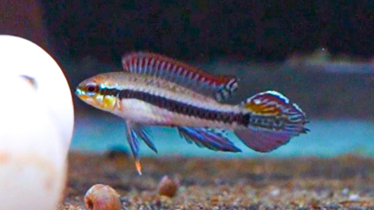 I Bet You Have NOT Seen Some of these NEW Fish Before