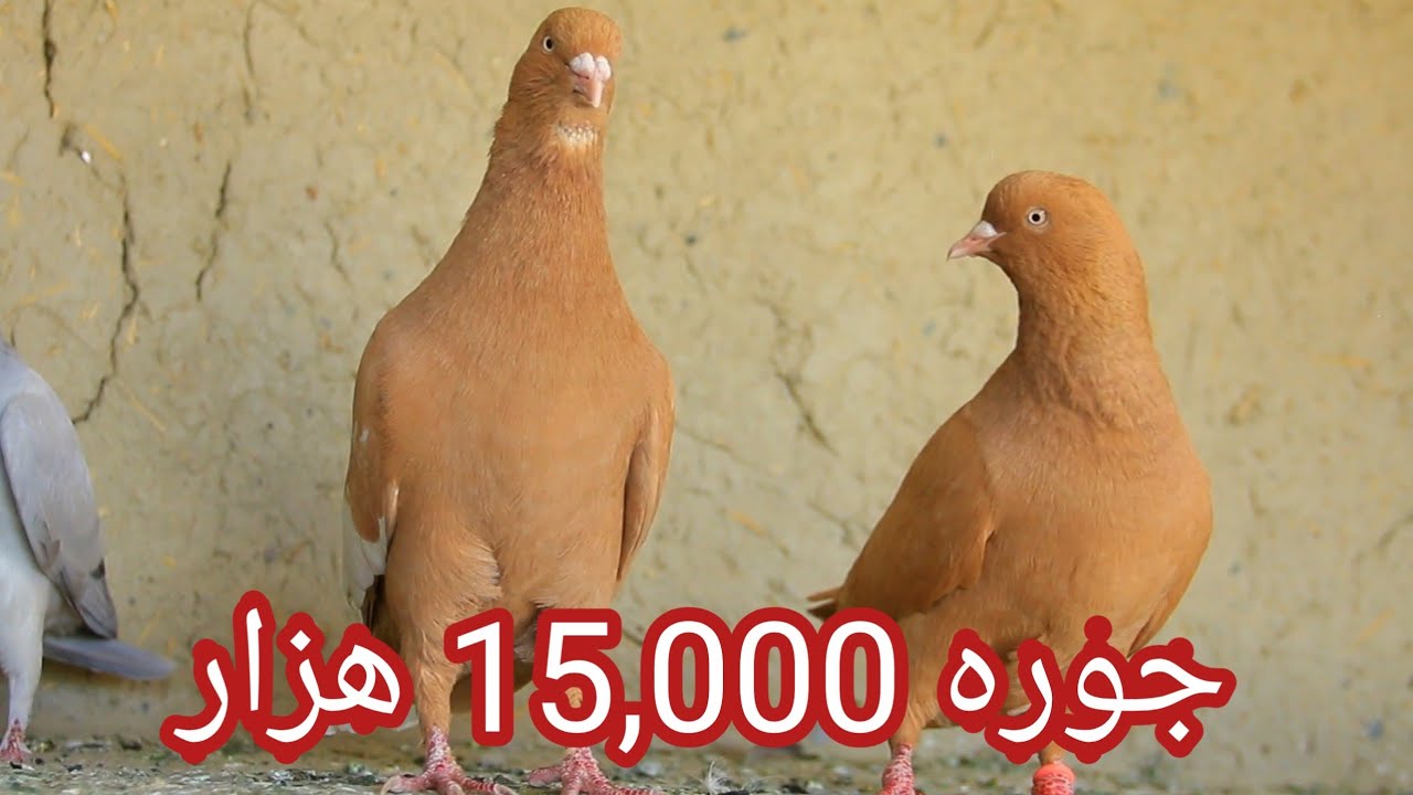 20  جوره | کفتر های نسلی چوچه گیر | از خانه بفروش میرسد | Breeding pigeons for sale 20 couples