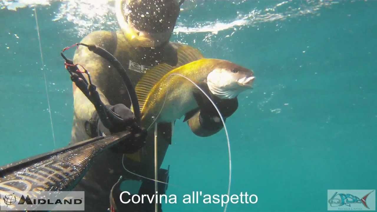 Pescasub : Corvina con Graphite 99 C4 - Claudio Basili