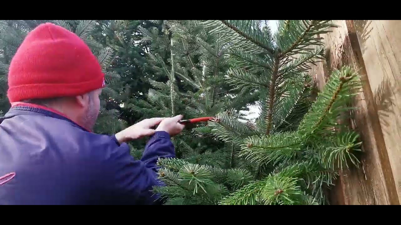Christbaum scheiden ohne den Baum zu schaden.