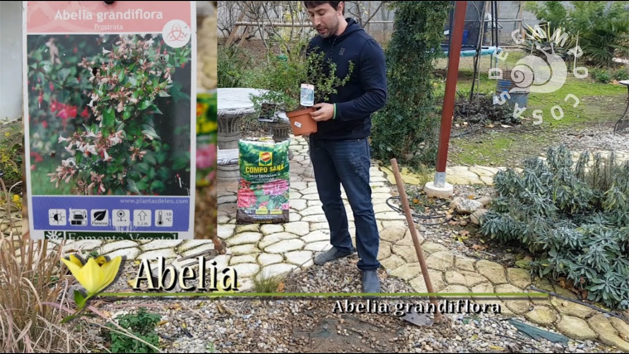 Cultivo de la Abelia