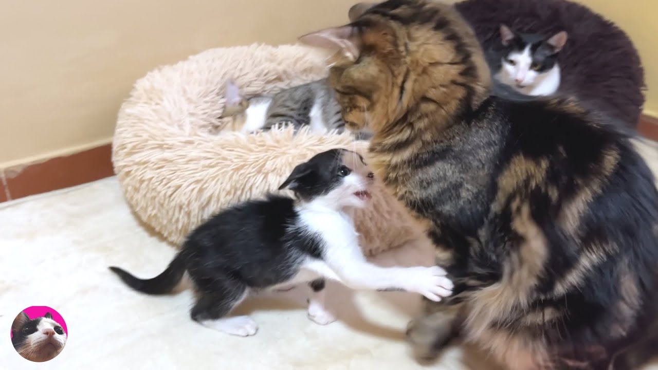 Как сблизились спасенный бывший бездомный котенок и пожилые кошки? от: 0-63 дня